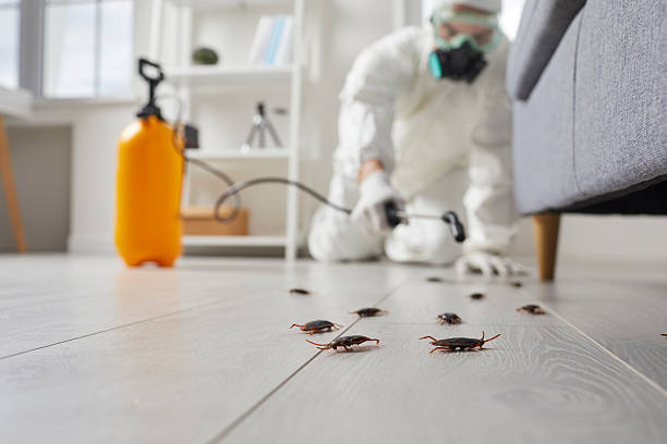 Affordable Termite Control solutions in Brooktrails, CA